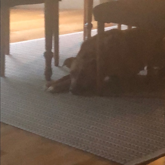 Meet your Posher, Sara - Picture 1 of 1